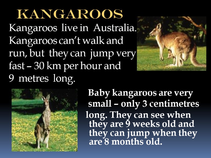 kangaroos Kangaroos  live in  Australia. Kangaroos can’t walk and run, but 